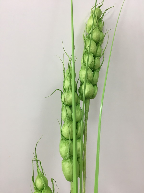 สีเขียว