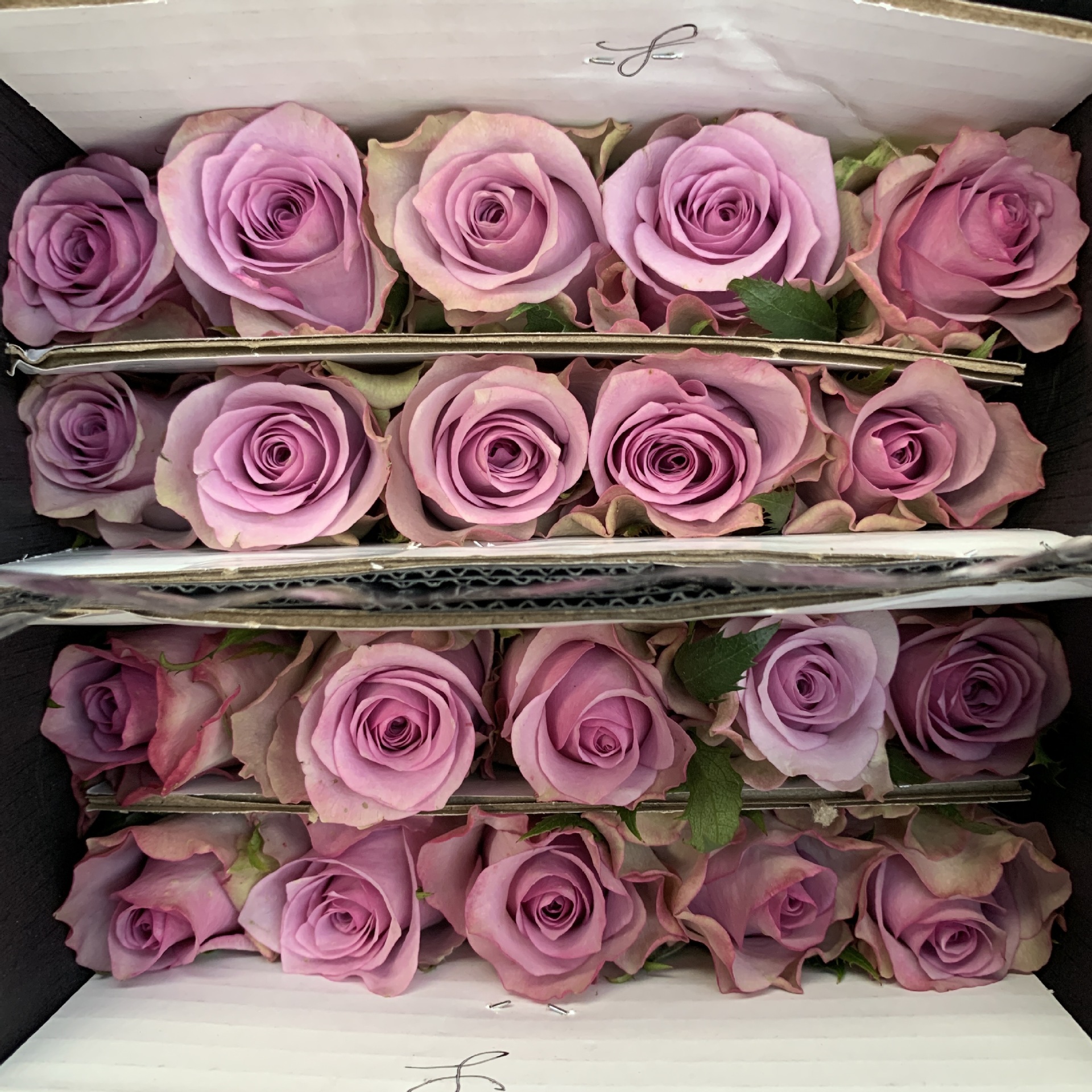 Rosa de hadas Zixia 1 corbata 20 ramas