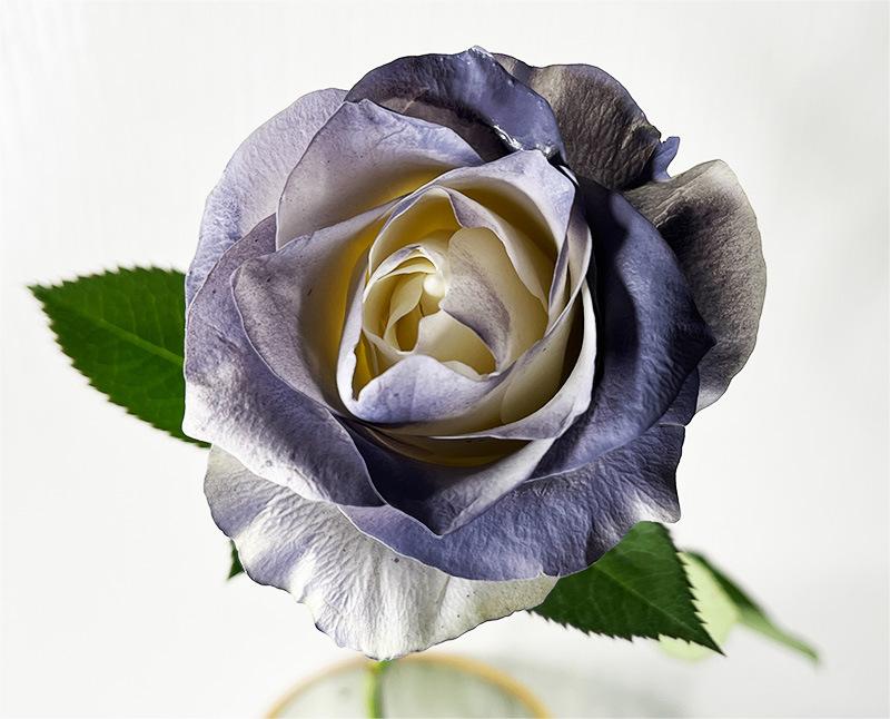 14-Purple Ash 450ml