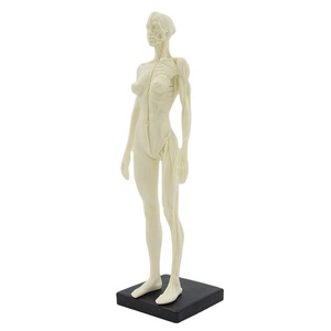30センチメートルMuscular Figure Female Anatomy Model Human Muscle Model Medical Science Anatomical Model Anatomical Demonstration Picture - Product Image 1