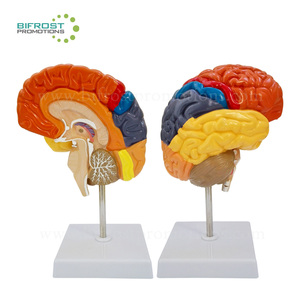 Kolorierte handgemachte Lehrmittel Menschliche Organe Anatomie Gehirn Anatomisches Modell - Product Image 1