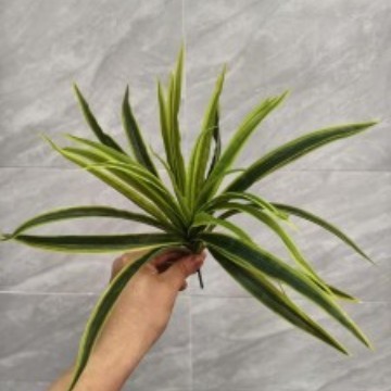 Petite plante araignée verte, 30 cm de haut