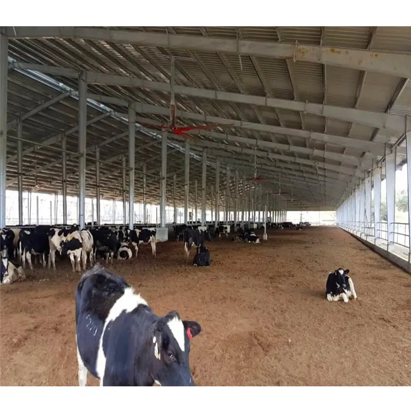 Capannone per vacca da latte casa agricola capannone per vacca edificio agricolo bestiame vela alloggiamento per vacca