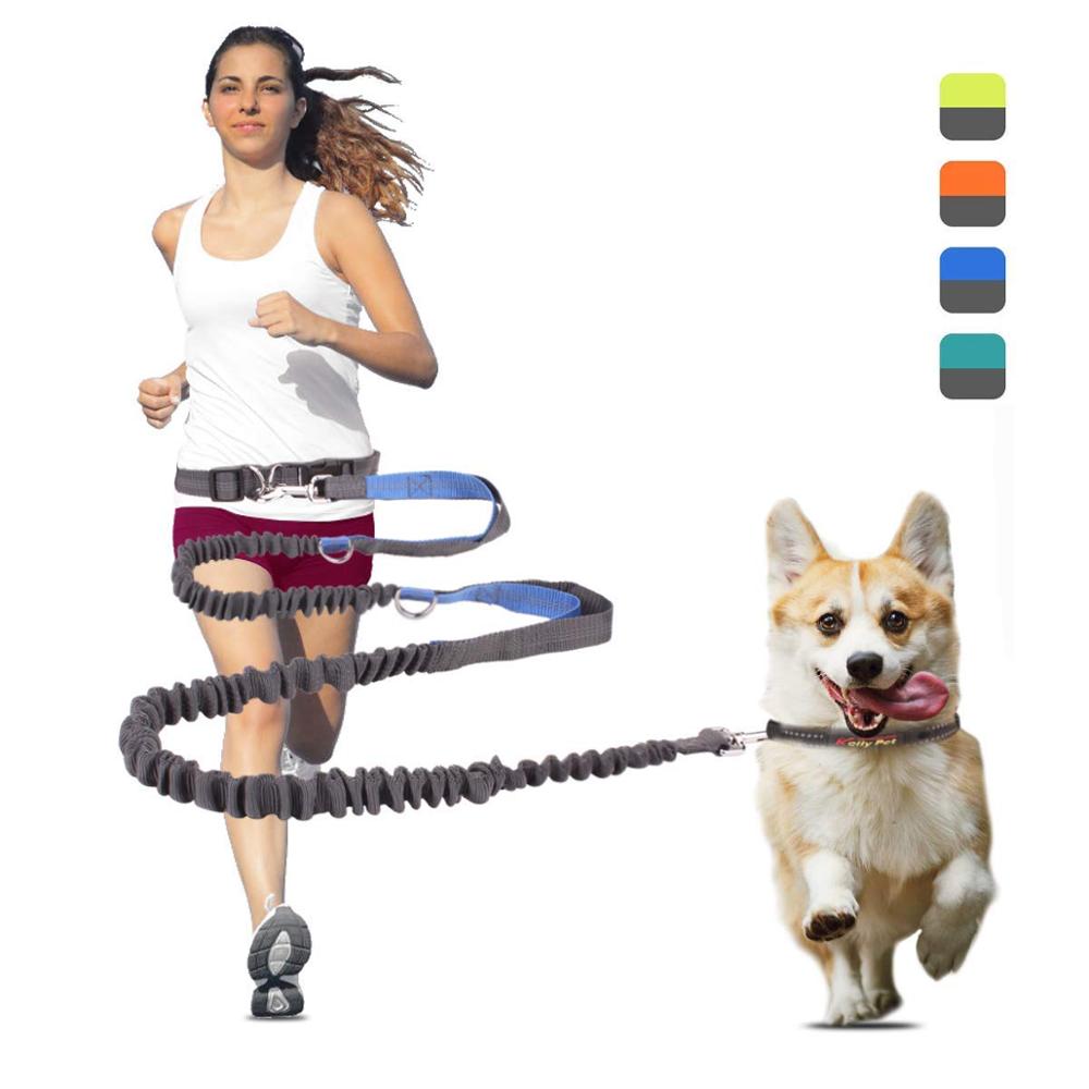 Laisse de chien 16