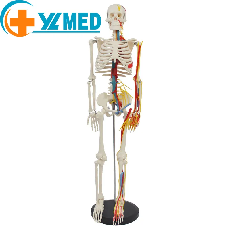 Ciencia médica 85CM Huesos de anatomía humana con nervios y vasos sanguíneos se pueden utilizar en la práctica médica