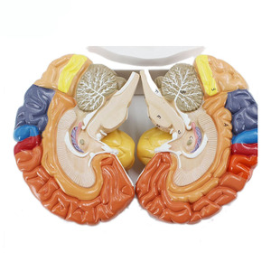 Insegnamento medico cervello umano struttura funzionale modello anatomico del cervello - Product Image 2