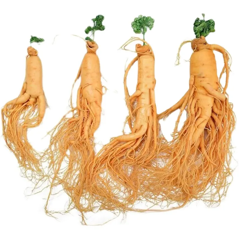 Racines de ginseng coréen séchées, grandes tailles, 100g par pièce, vendues séparément, en solde