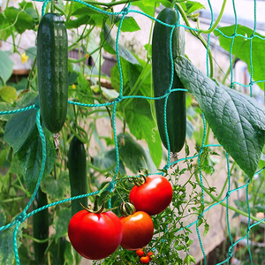 ขายส่งไร่องุ่น Orchad สนับสนุนสุทธิแตงกวาปักหลักสุทธิ/พืชเรียกร้องสุทธิ - Product Image 6