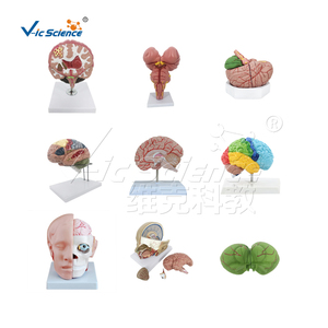 Mô hình giải phẫu Kích thước cuộc sống khu vực 2 phần não người plastinated Mô hình giải phẫu Mô hình giải phẫu và y tế - Product Image 6