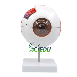SCIEDU İnsan göz küresi modeli 6 kez büyütülmüş göz küresi modeli Otorhinolaryngology göz yapısı İnsan anatomisi Model beyin - Product Image 1