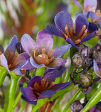 สีม่วงสีฟ้า