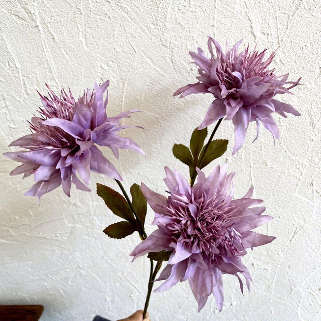 Viola