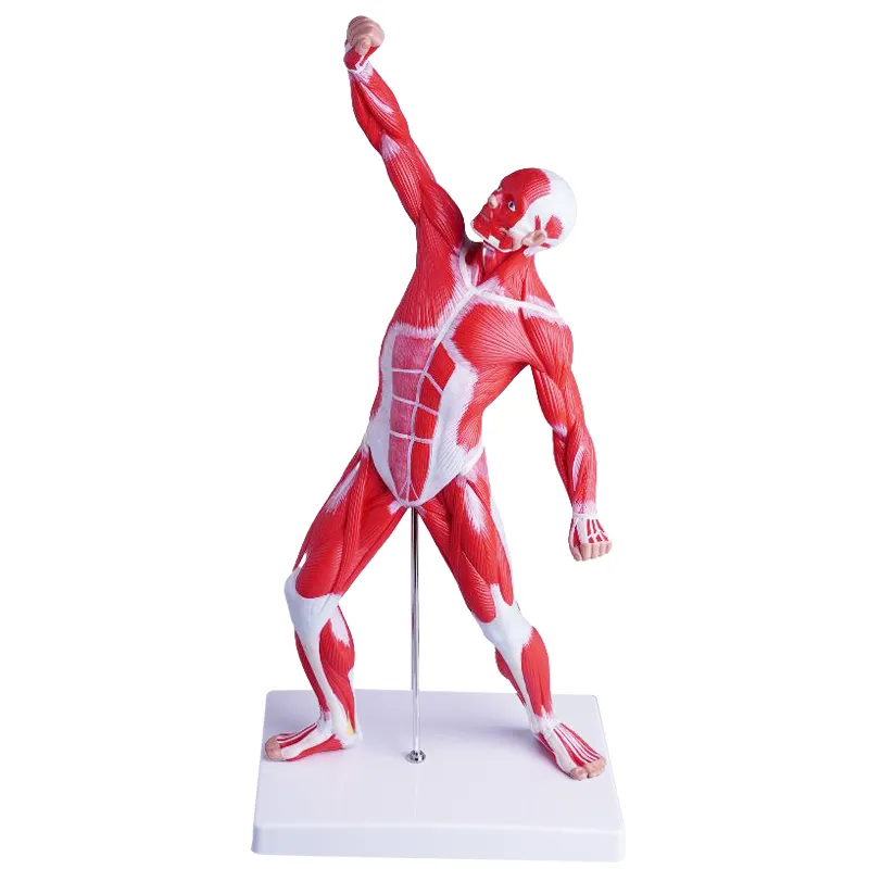 Tüm vücut kas modelini öğreten insan iskelet anatomisi modeli