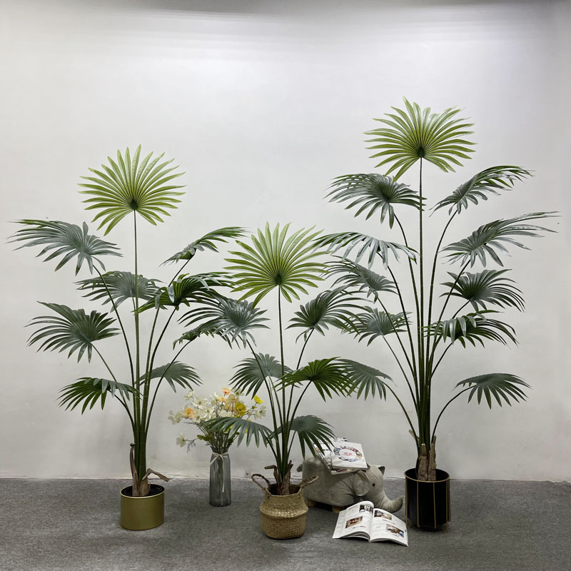 California sunflower120cm