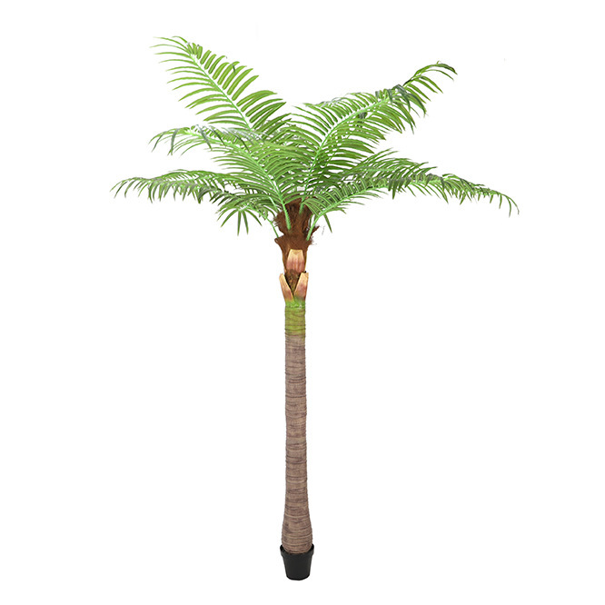 Cocotier 2,8 mètres - 12 feuilles
