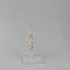 2025 New KRC Production PVC Hand Skeleton Model Teaching Anatomical Hand Joint Custom Made Artificial Life-Size <strong>Human</strong> Hand Joint - Product Image 5