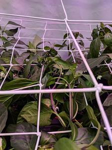 2x2 <strong>Trellis</strong> <strong>Net</strong> with 4'' Mesh 6'' Mesh , Flexible Scrog <strong>Net</strong> <strong>Trellis</strong> <strong>Net</strong> for Grow Tents <strong>Use</strong> - Product Image 5