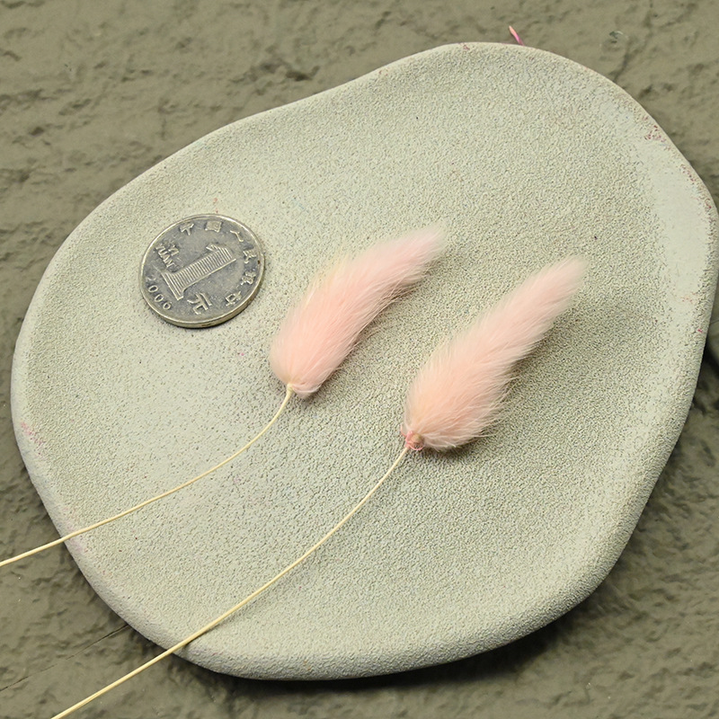 Rabbit tail grass powder 1 branch