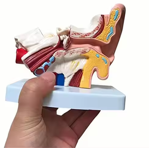 Ciencia tipo anatómico simulación de oído humano modelo de escritorio 1.5X - Product Image 1