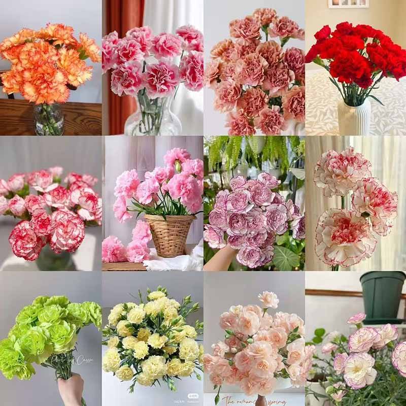 1# คาร์เนชั่น - ผสมสี