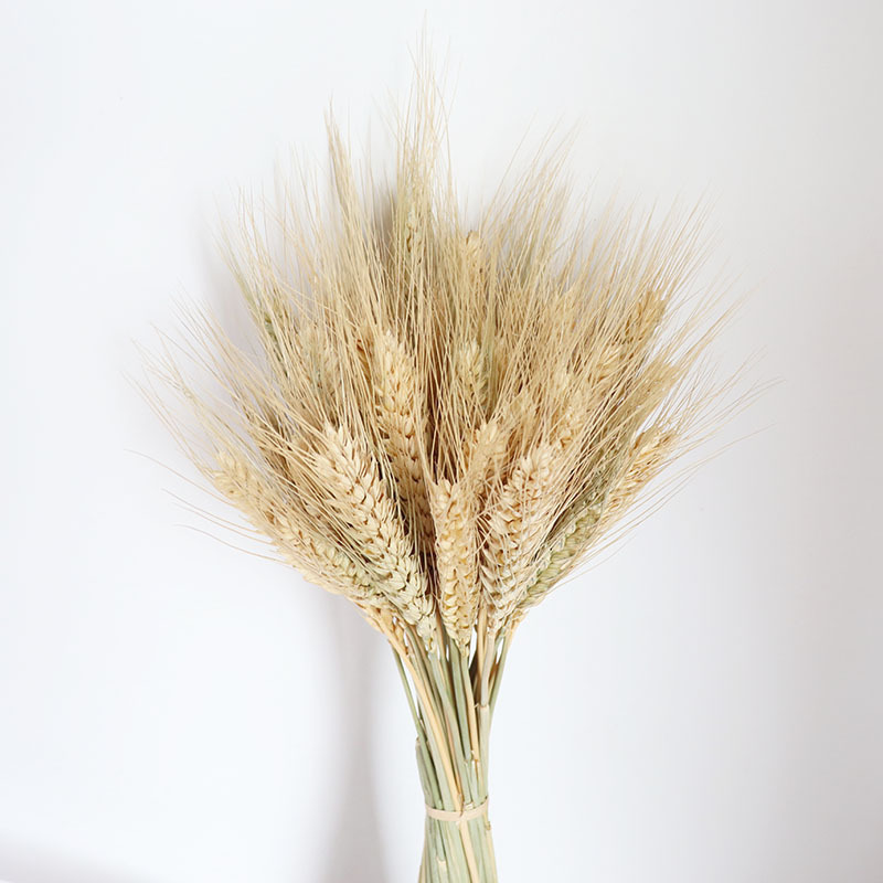 Tallo de trigo