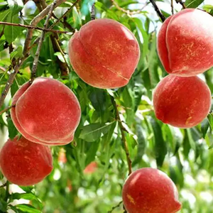 Pure Natural Concentrate <strong>Juice</strong> Peach <strong>Juice</strong> Concentrate for Making Beverages - Product Image 5