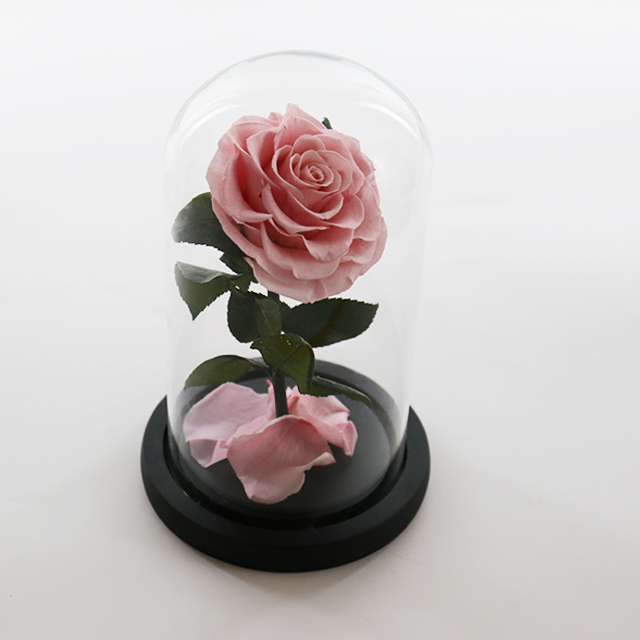 Rosa rosa singola