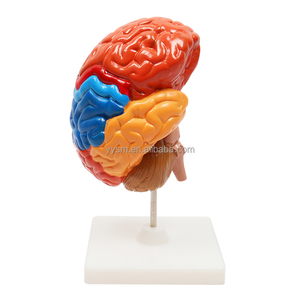 Insegnamento educativo scuola biologica Area funzionale colorata metà cervello umano modello medico attrezzature educative - Product Image 4