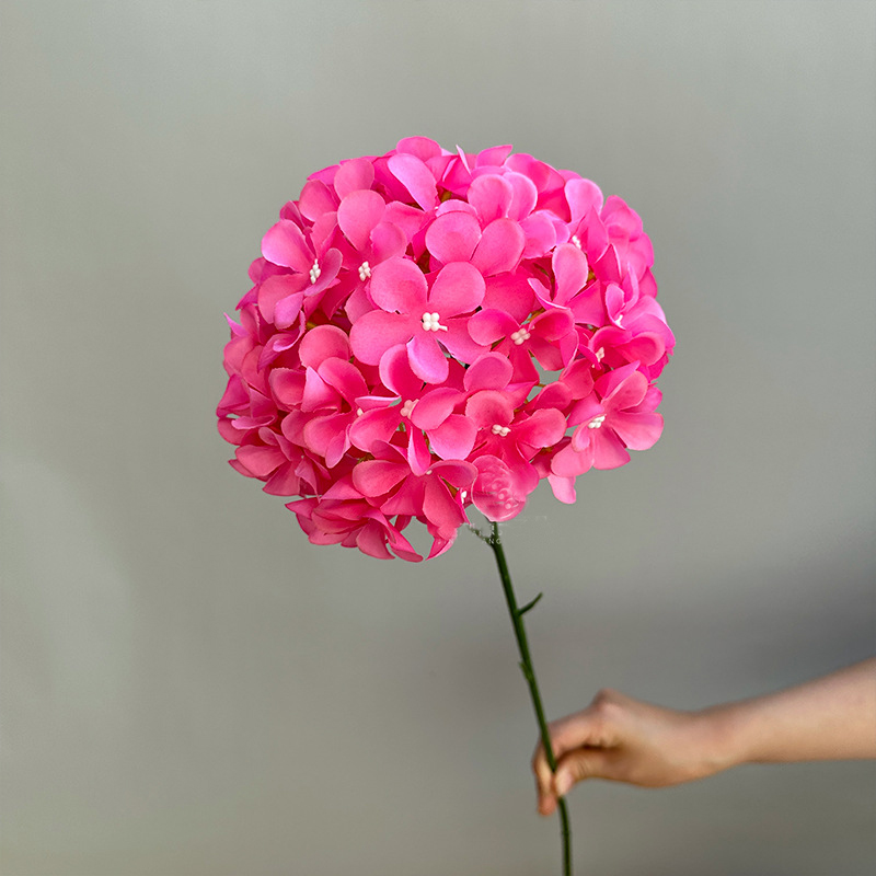 Rose garance