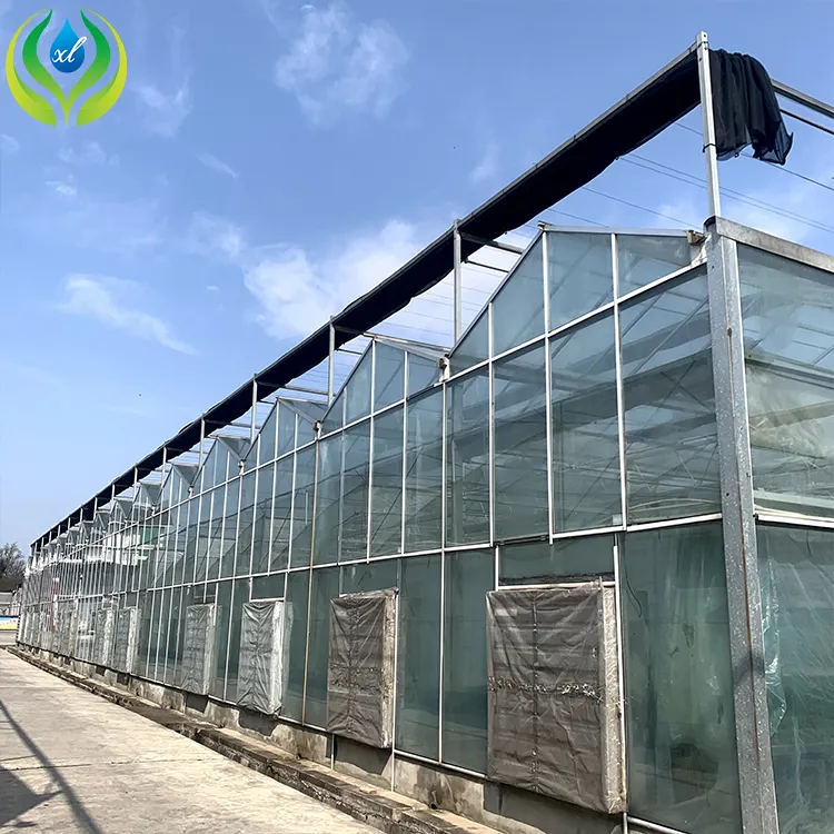 MYXL starkes gehärtetes Glas pflanzenwachstum große kommerzielle Glasgewächshäuser für Gemüsegarten
