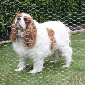 <strong>Hexagonal</strong> Wire Mesh 1/2 2 Inch Triple <strong>Twist</strong> Galvanized Pvc Coated <strong>Hexagonal</strong> Wire Fence Chicken <strong>Net</strong> for for Chicken Coop - Product Image 6