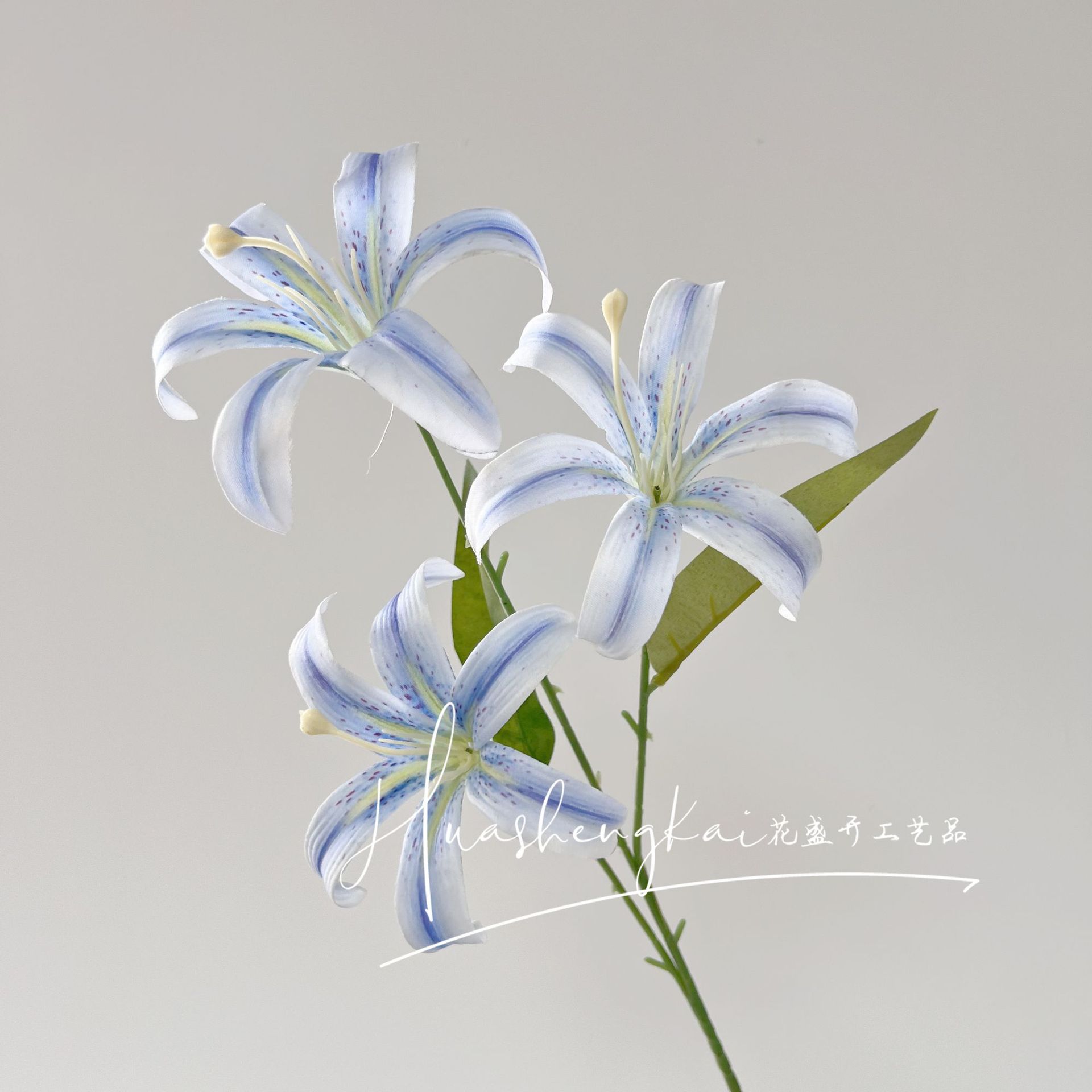 Golden Lily Light Blue