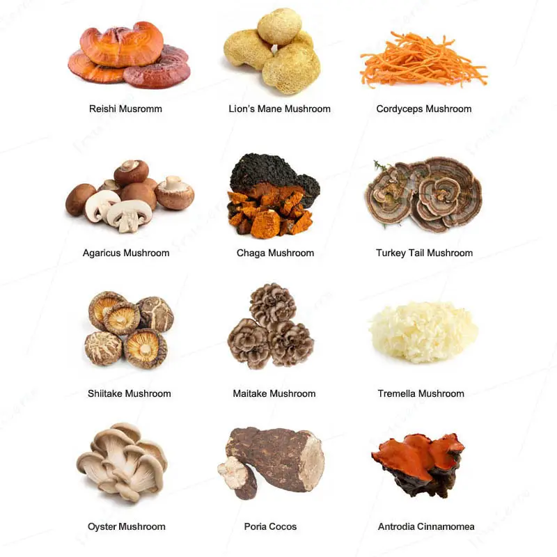 Maitake,Chaga, Cordyceps,Ganoderma Reishi, Leeuwen Manen Paddestoel Organisch Selenium Rijk Oesterzwammen Extract Poeder