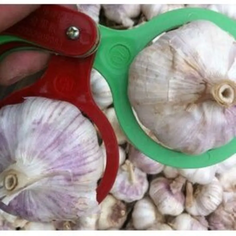 Wholesale Garlic Manufacturer Fresh Garlic New Crop Supply Garlic Normal White and Pure White