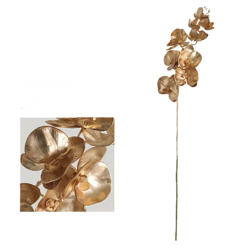 Phalaenopsis dorata