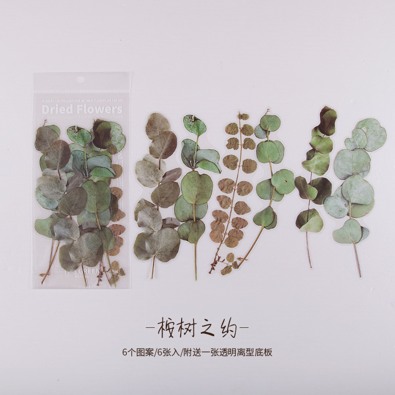 Feuilles d'eucalyptus