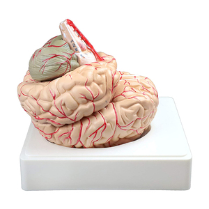 Lebensgroßes 3D-Modell für medizinische Anatomie Modell des menschlichen Gehirns 9-teilig für die Unterrichts anzeige - Product Image 2