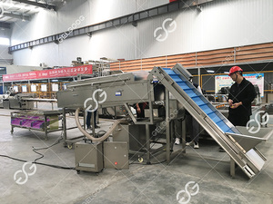 Gelgoog automatico la linea di confezionamento e smistamento di date di palma date di produzione date di smistamento macchina per dimensioni - Product Image 6