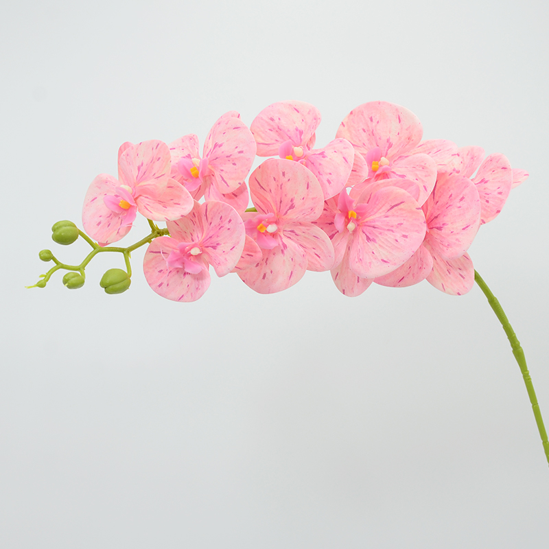 34 Rosa fiori di pesco