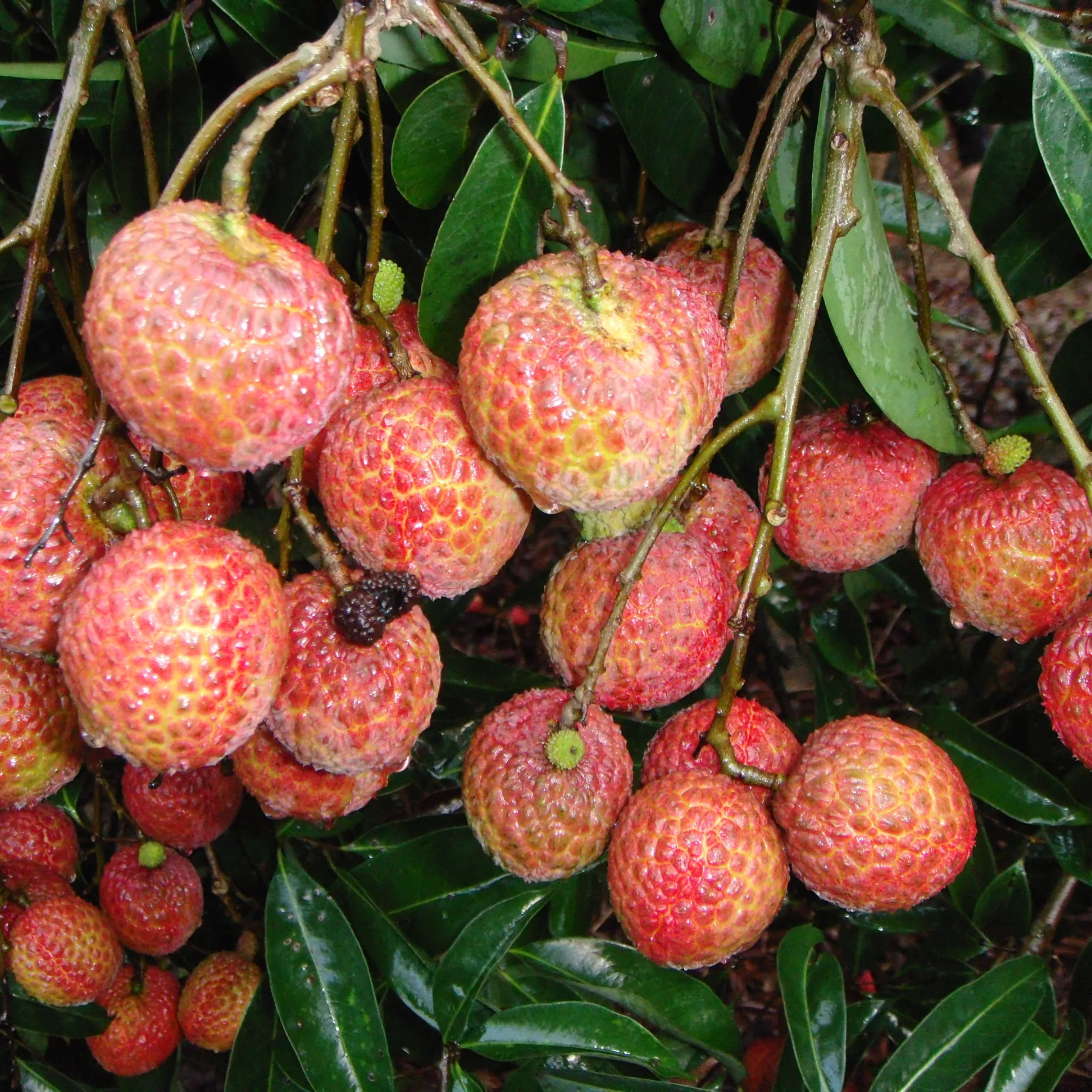 Lichia suculenta de boa venda para venda