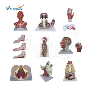 Malformation <strong>Fetuses</strong> Model Silicone <strong>Human</strong> Anatomical Model Medical Teaching Aids Model - Product Image 6