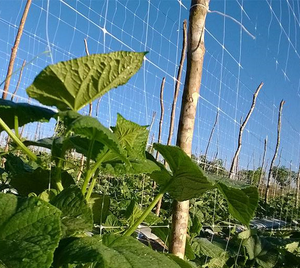 Plant Support <strong>Net</strong> Plastic Climbing <strong>Trellis</strong> <strong>Net</strong> for <strong>Tomato</strong> Cucumber Support Plant Garden Mesh <strong>Netting</strong> 6.5'x3280' - Product Image 2