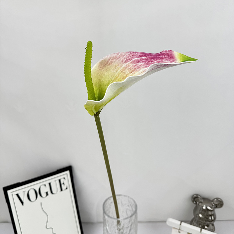 Pink tip white