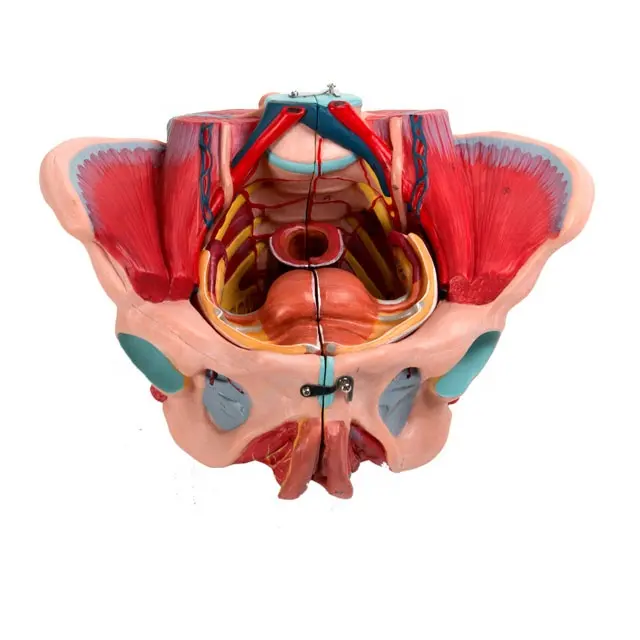 GD/A15107 Female Pelvic with Genital and Vascular Nerve Model