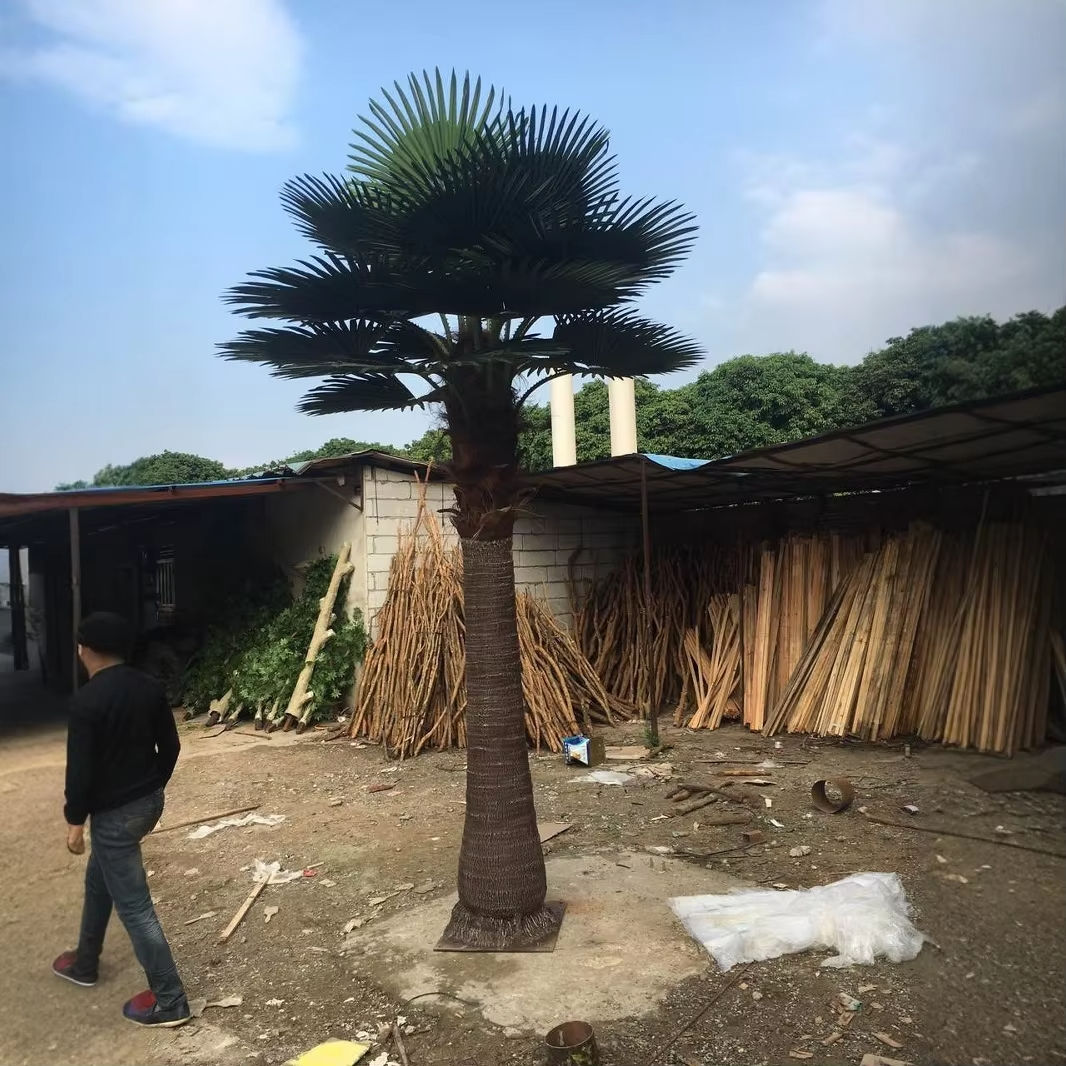 ต้นปาล์มวอชิงตันสูง 4 เมตร