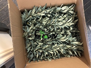 Özelleştirilebilir yapay doğal sanat boyama fabrika-fiyat mübarek zeytin hilal ay şekli ağaçları plastik meyve el yapımı - Product Image 5