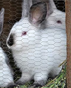 PVC-beschichtetes Hühner draht geflecht für Geflügel käfige Fischernetze Hahn fallen-Langlebiges verzinktes sechseckiges Eisen netz - Product Image 5