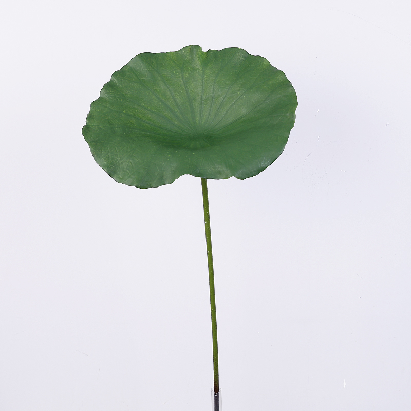 3# 80cm