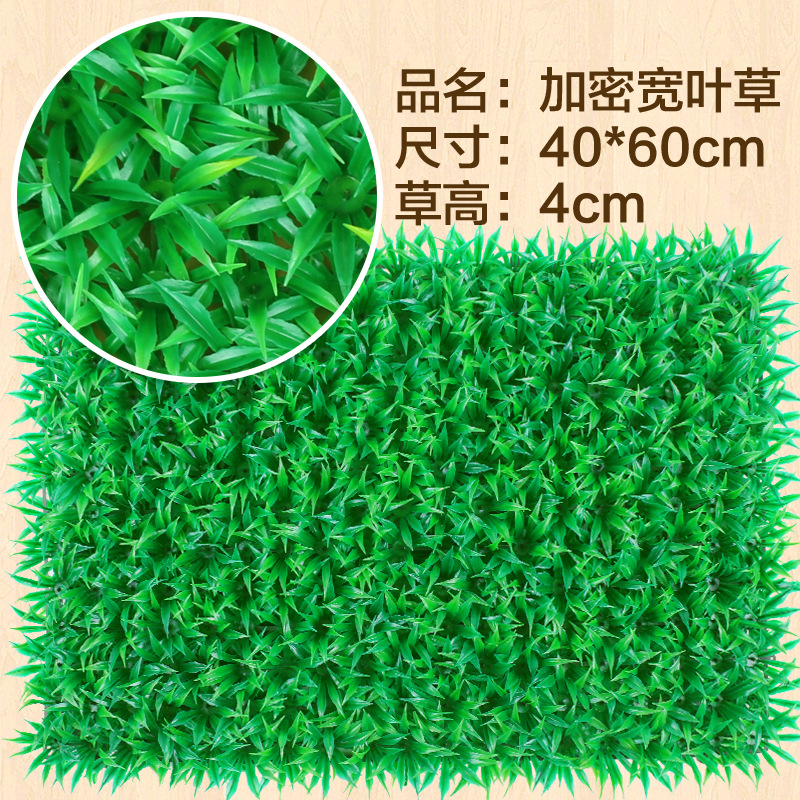 Herbe à feuilles larges cryptées