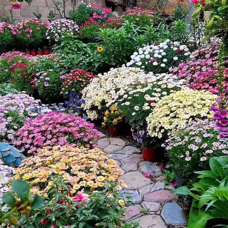 1# มาร์เกอเรตหลากสี